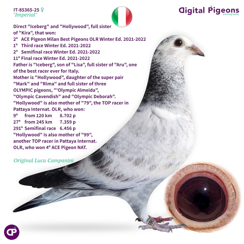 IT-85365-25