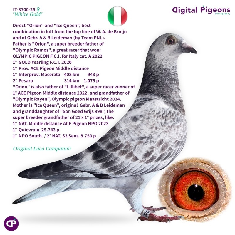 IT-3700-25